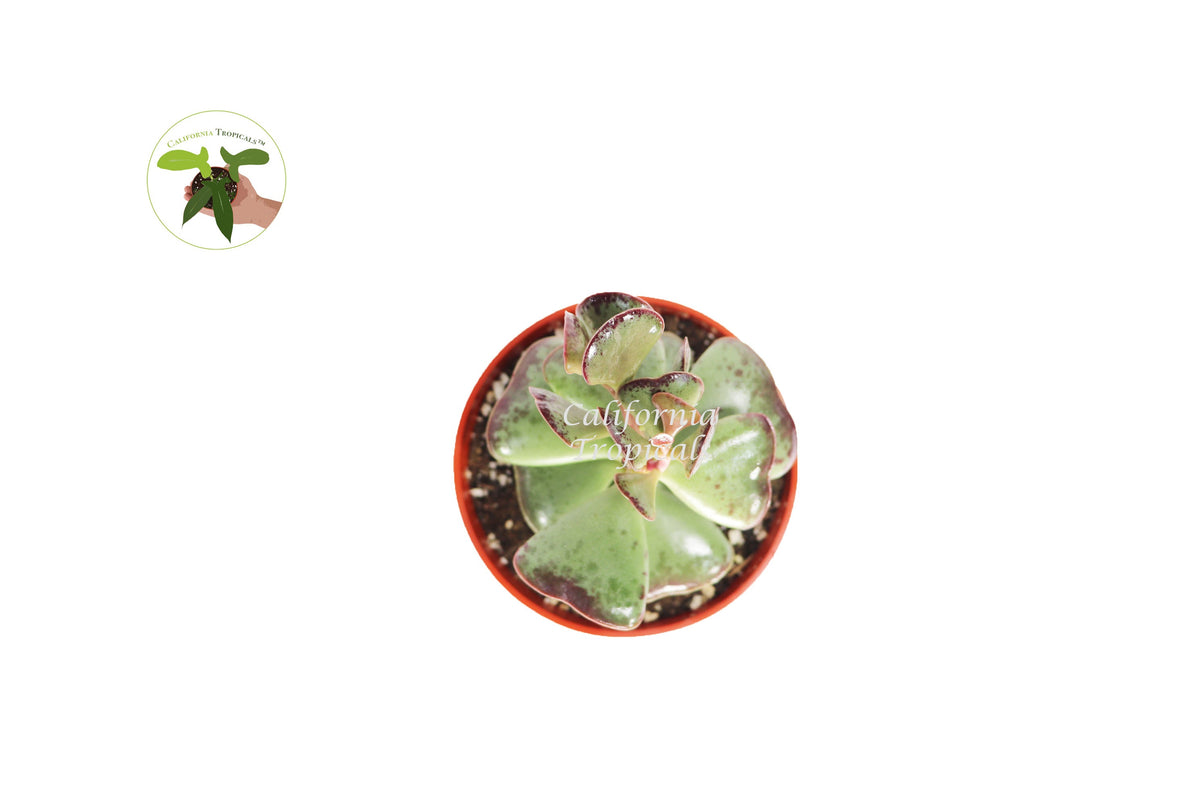 Calico Hearts (Adromischus) live plant foliage detail