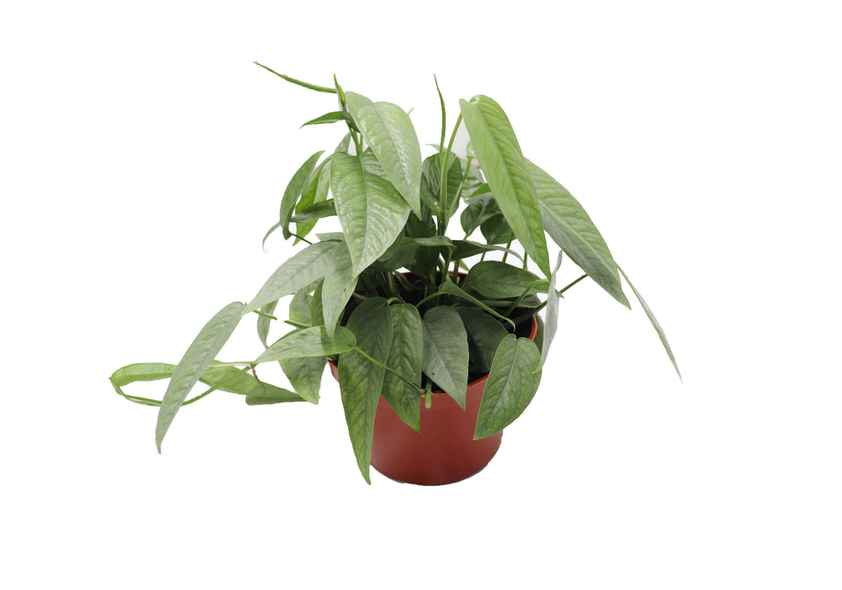 Cebu Blue Pothos live plant in a 6" grower's pot