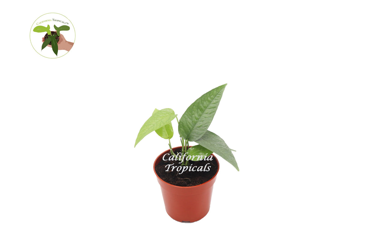 Cebu Blue Pothos live plant in a 3" grower's pot