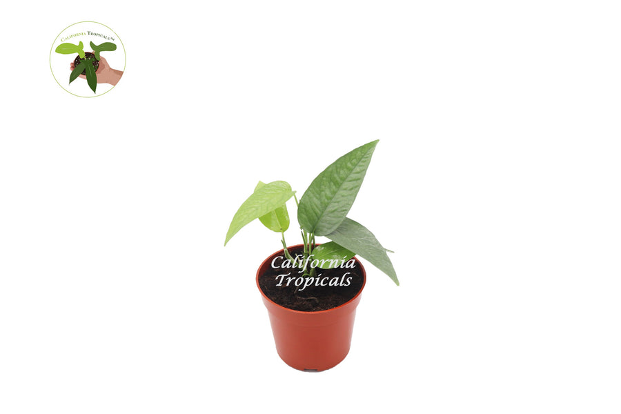 Cebu Blue Pothos live plant in a 3" grower's pot
