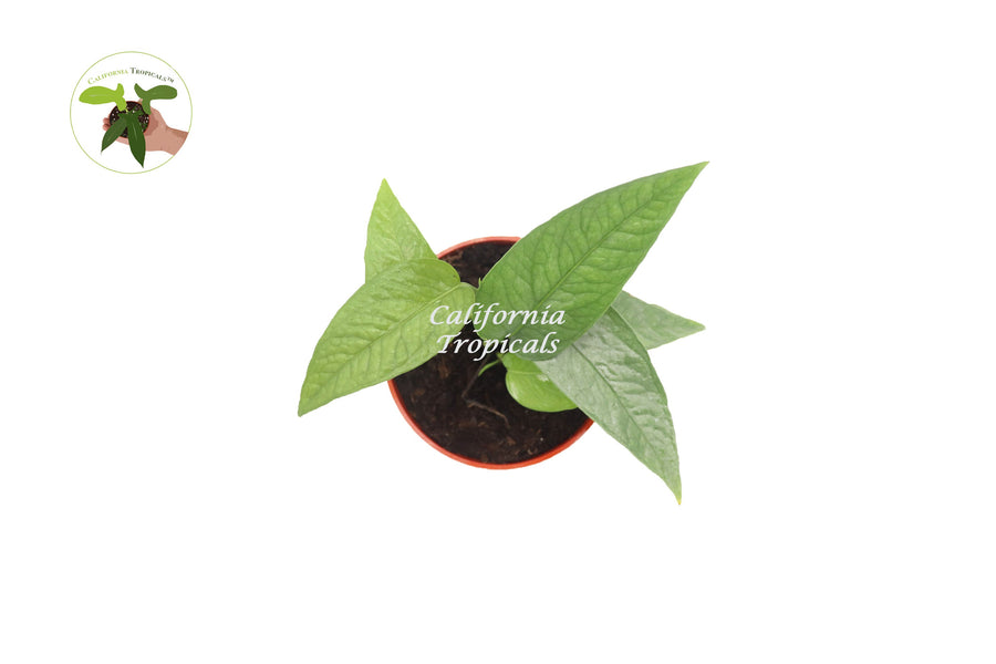 Cebu Blue Pothos live plant foliage detail