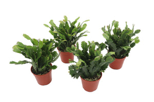 African Violet 4-Pack – Assorted Colors in 4” Grower Pots from California Tropicals