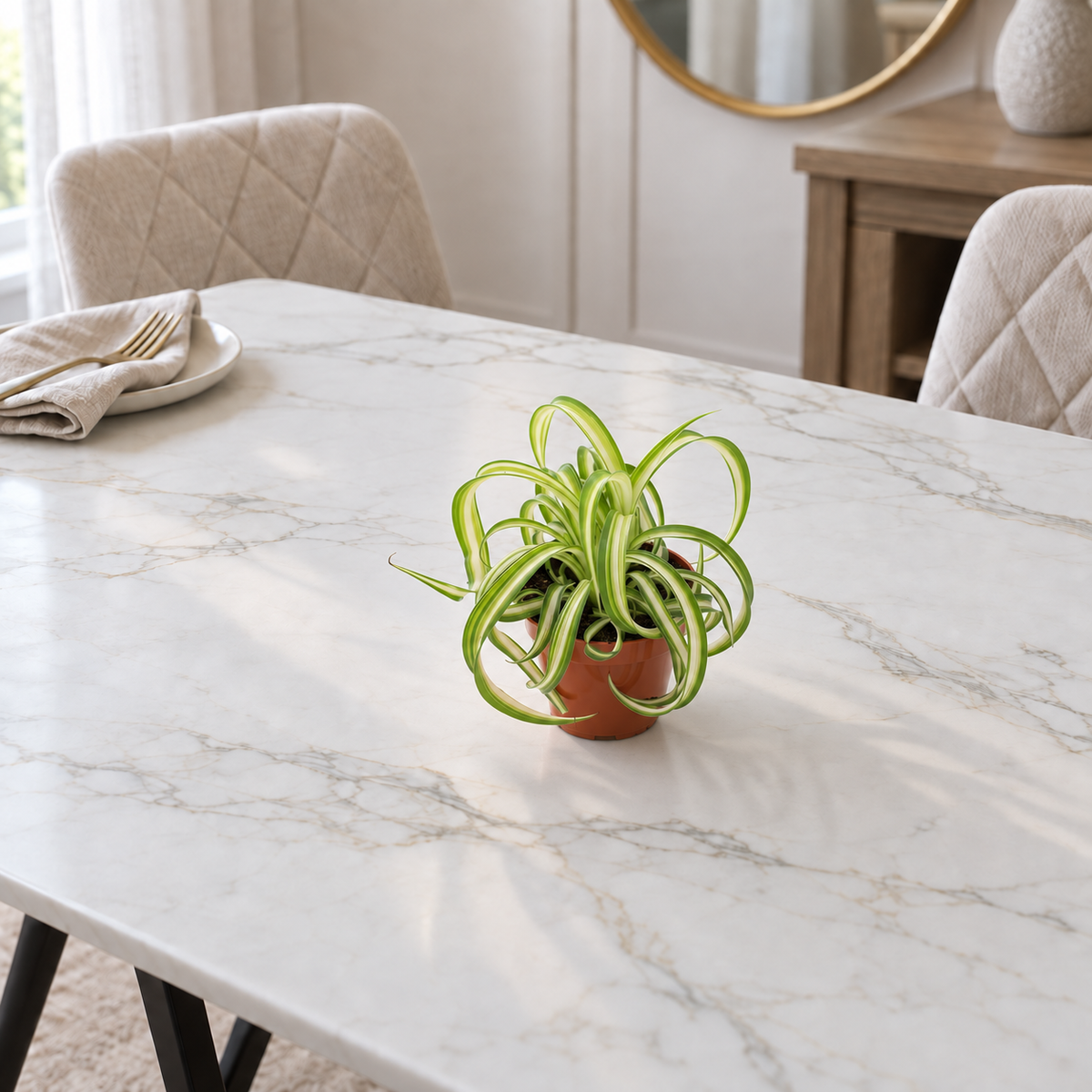 Bonnie Curly Spider Plant in a 4" grower's pot