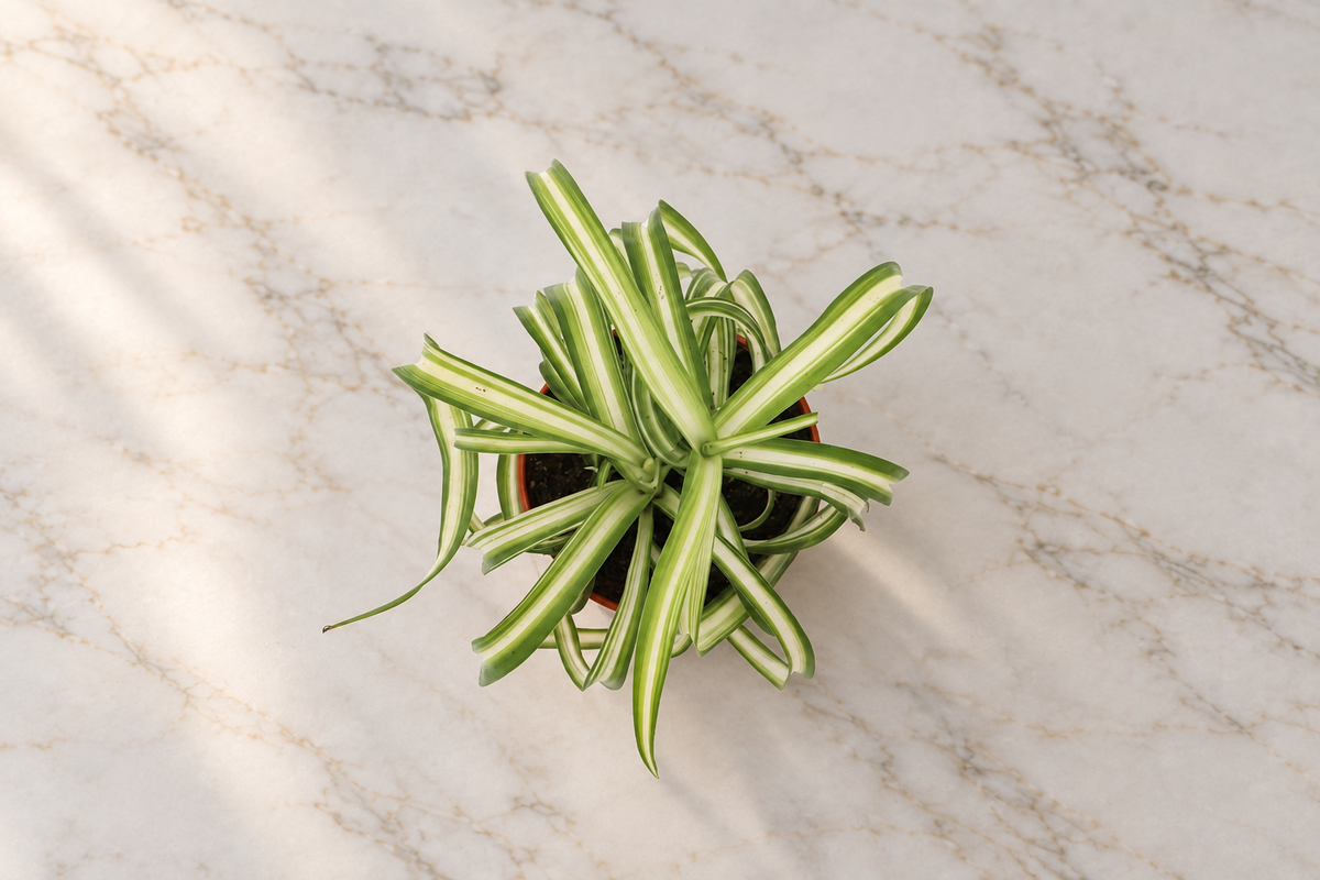Bonnie Curly Spider Plant foliage detail