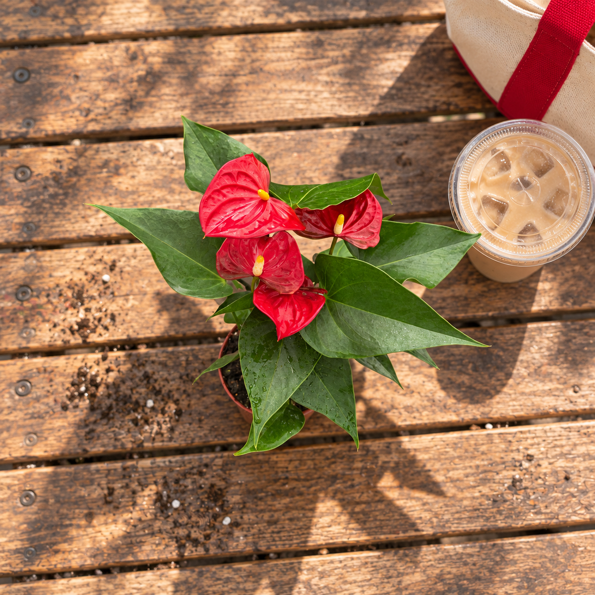 Anthurium live plant foliage detail