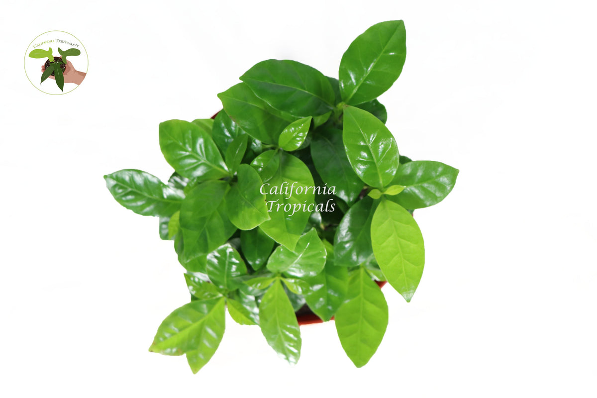 Arabica Coffee Plant foliage detail