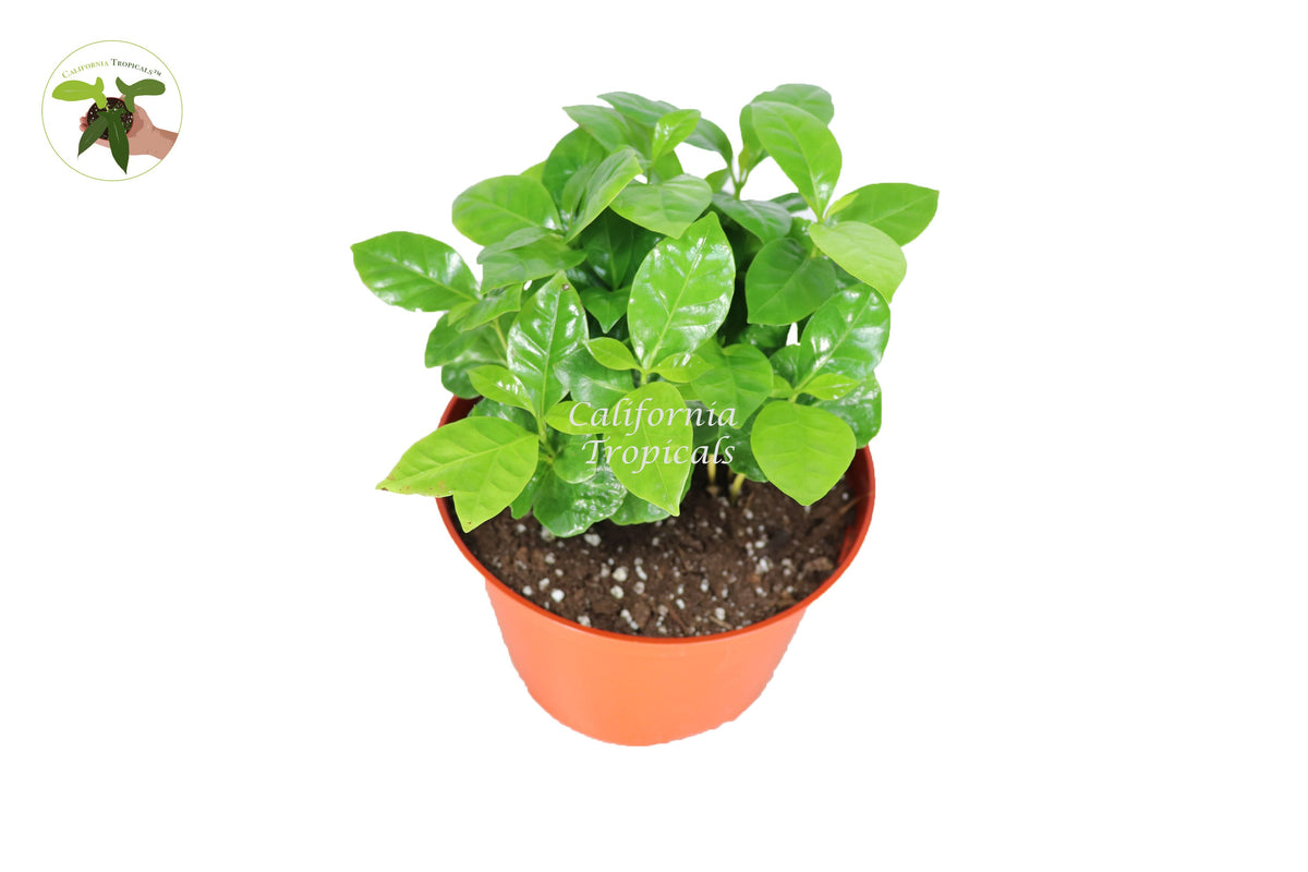 Arabica Coffee Plant in a 6" grower's pot