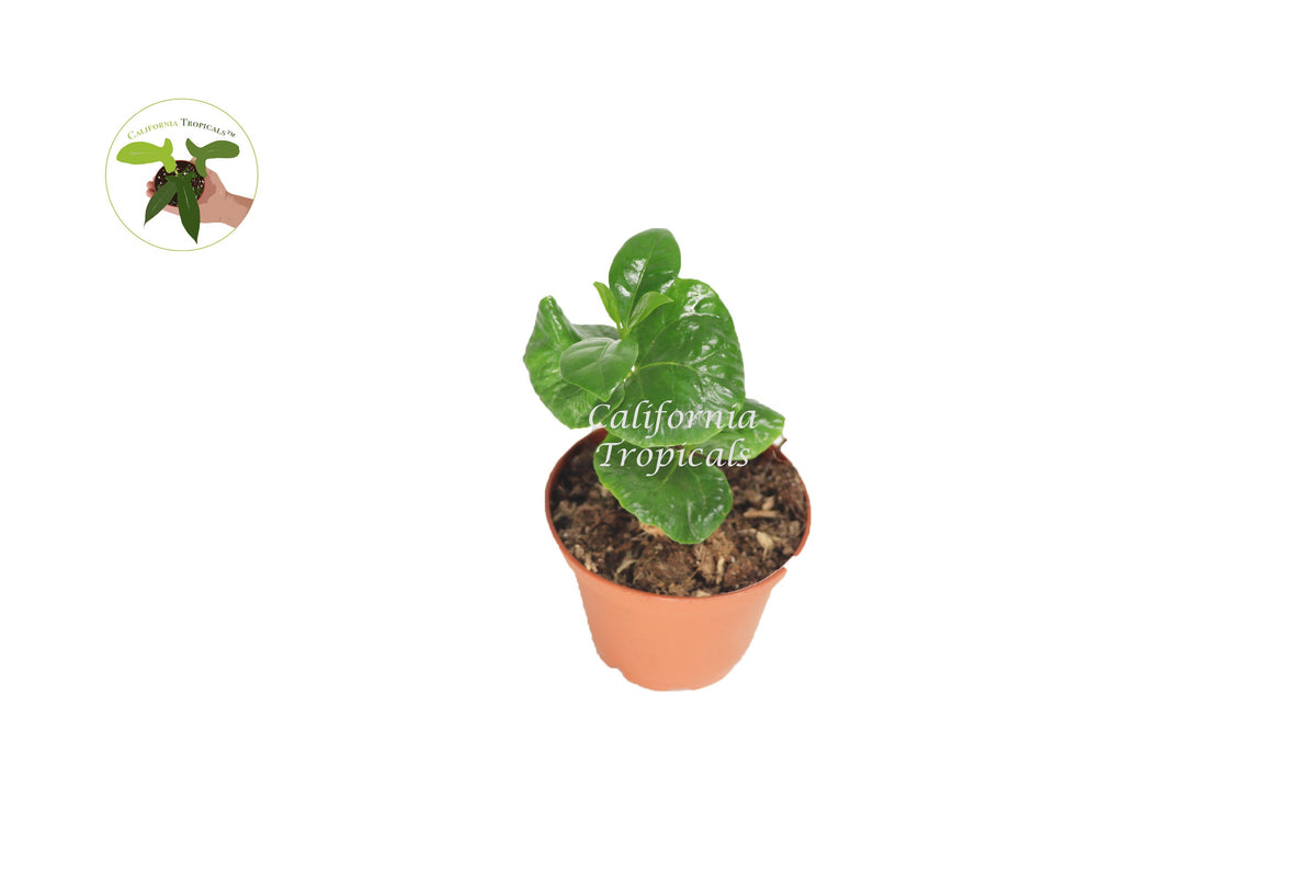 Arabica Coffee Plant in a 2" grower's pot