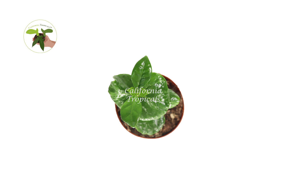 Arabica Coffee Plant foliage detail