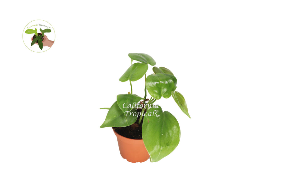 Standard Philodendron Cordatum live plant in a 2" grower's pot