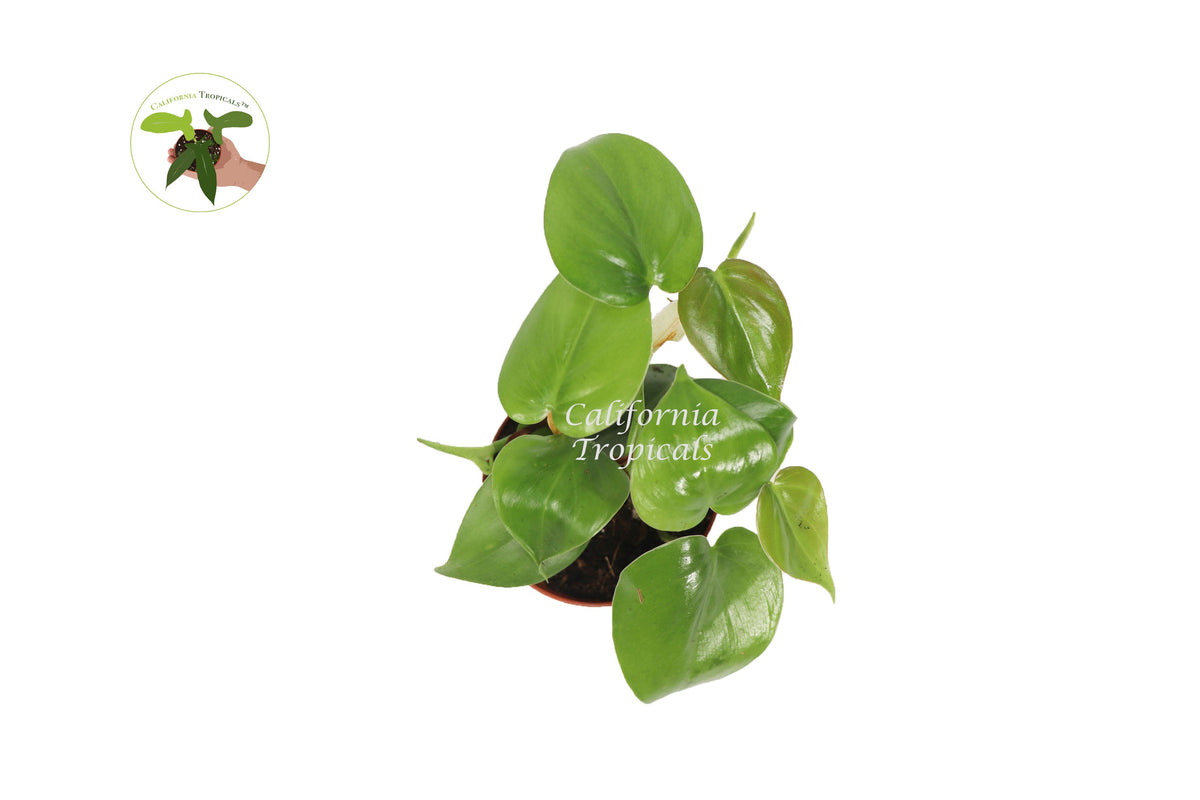Philodendron Cordatum live plant foliage detail