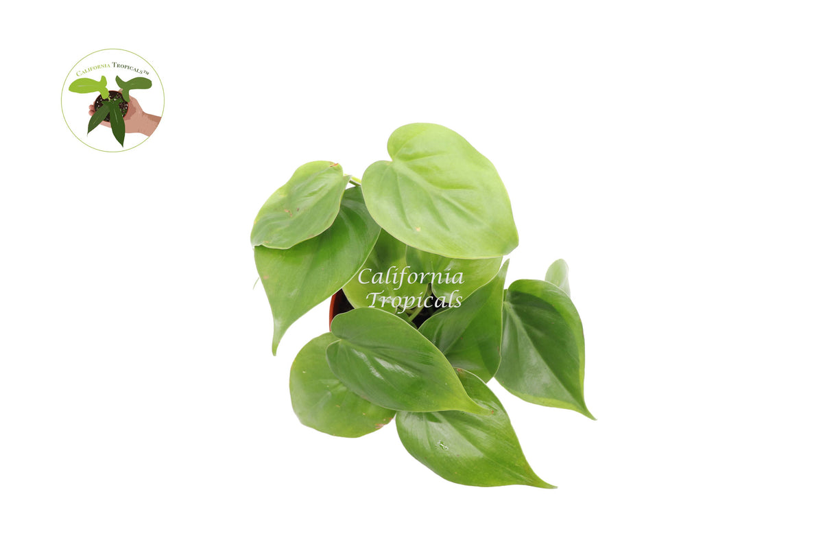 Philodendron Cordatum live plant foliage detail