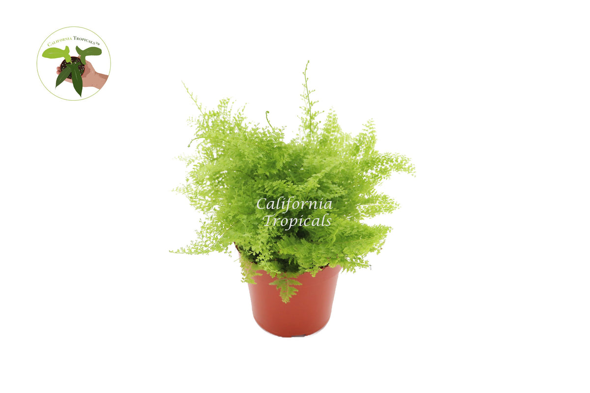 Cotton Candy Fern (Asparagus) in a 4" grower's pot