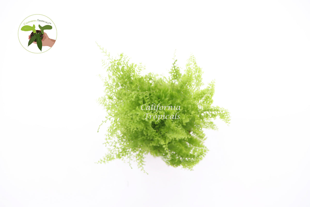 Cotton Candy Fern (Asparagus) foliage detail