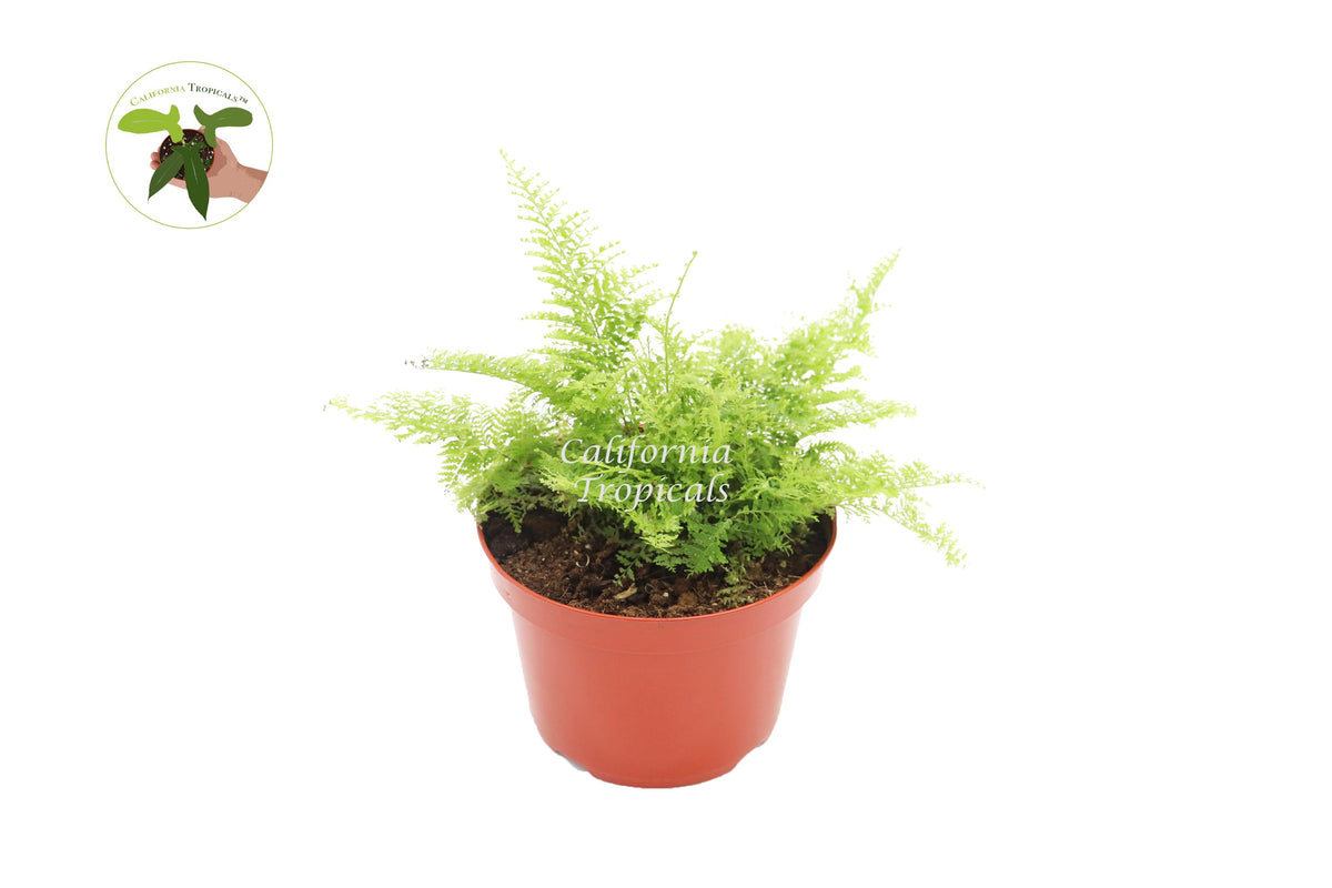 Cotton Candy Fern (Asparagus) in a 6" grower's pot