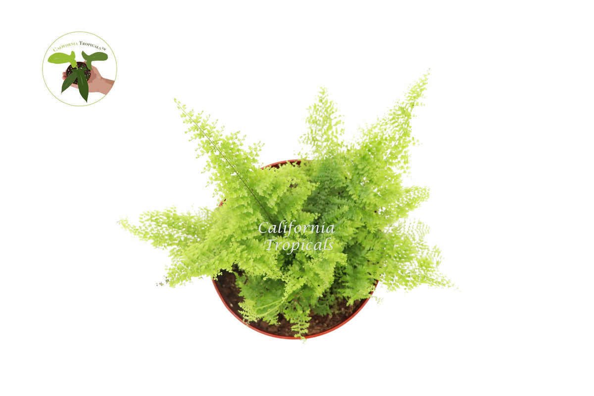 Cotton Candy Fern (Asparagus) foliage detail