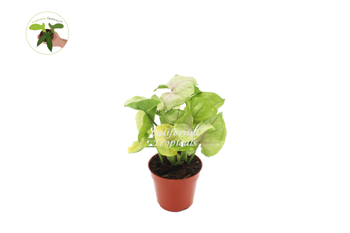 Creamsicle Syngonium Nephthytis live plant in a 4" grower's pot