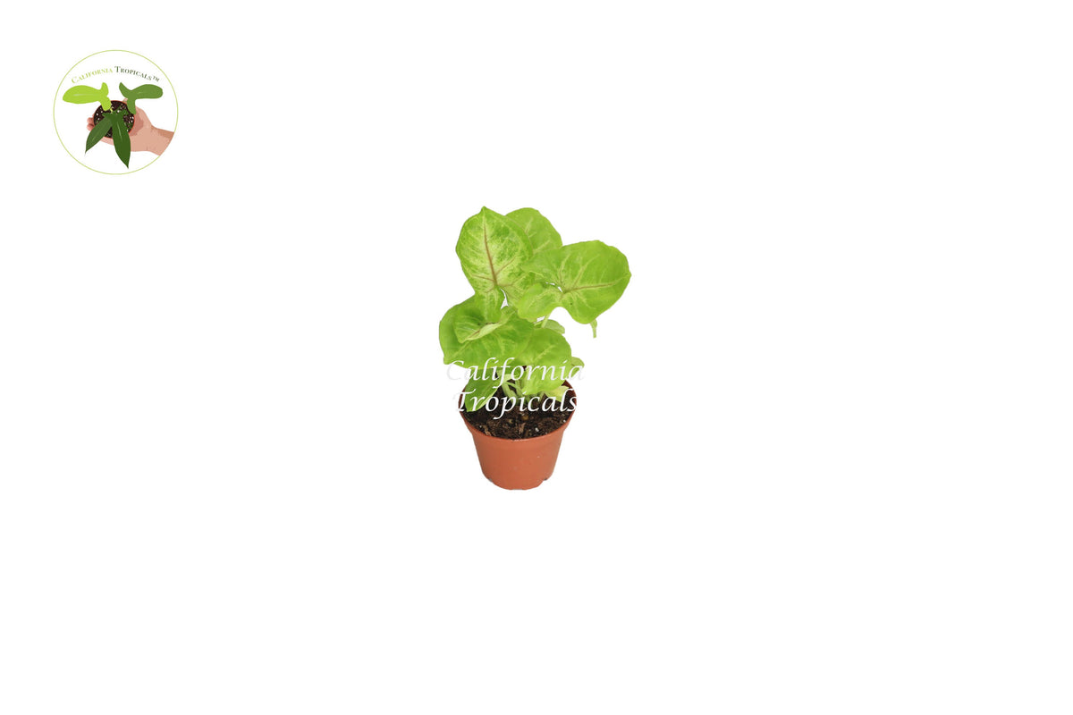 Creamsicle Syngonium Nephthytis live plant in a 2" grower's pot