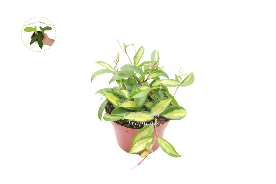 Hoya Crimson Princess live plant in a 6" grower's pot