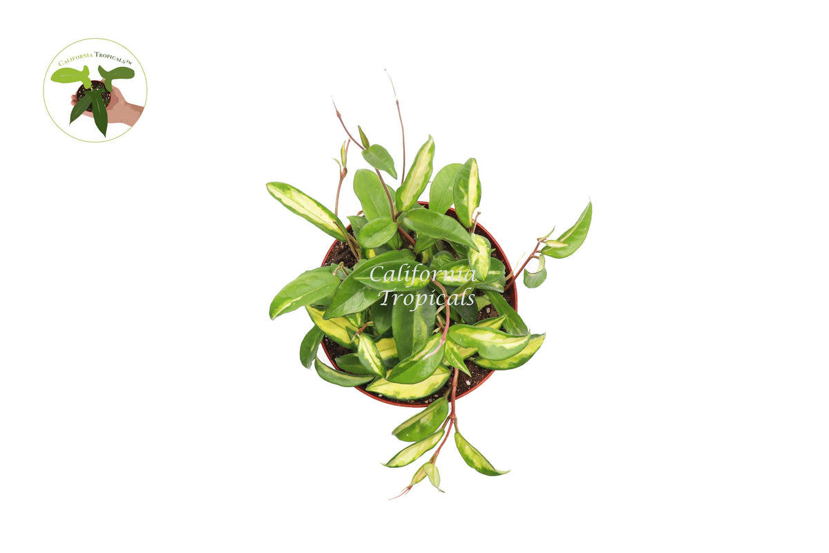 Hoya Crimson Princess live plant foliage detail