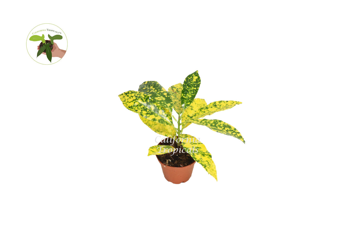 Gold Dust Croton (Codiaeum) live plant in a 2" grower's pot