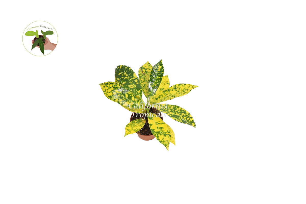 Gold Dust Croton (Codiaeum) live plant foliage detail