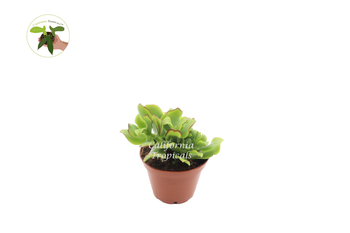 Curly Jade Succulent (Crassula Ovata) in a 3" grower's pot