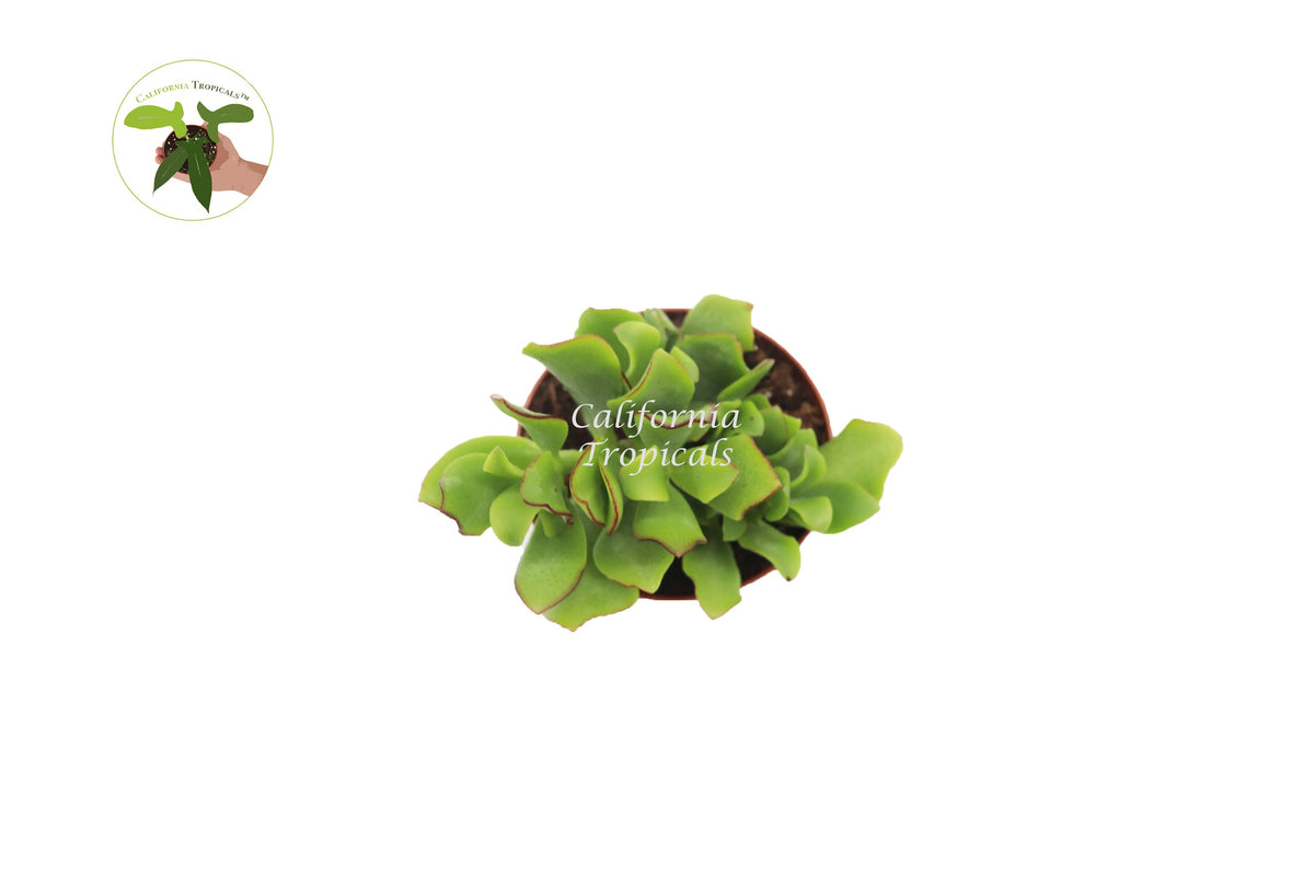 Curly Jade Succulent (Crassula Ovata) foliage detail