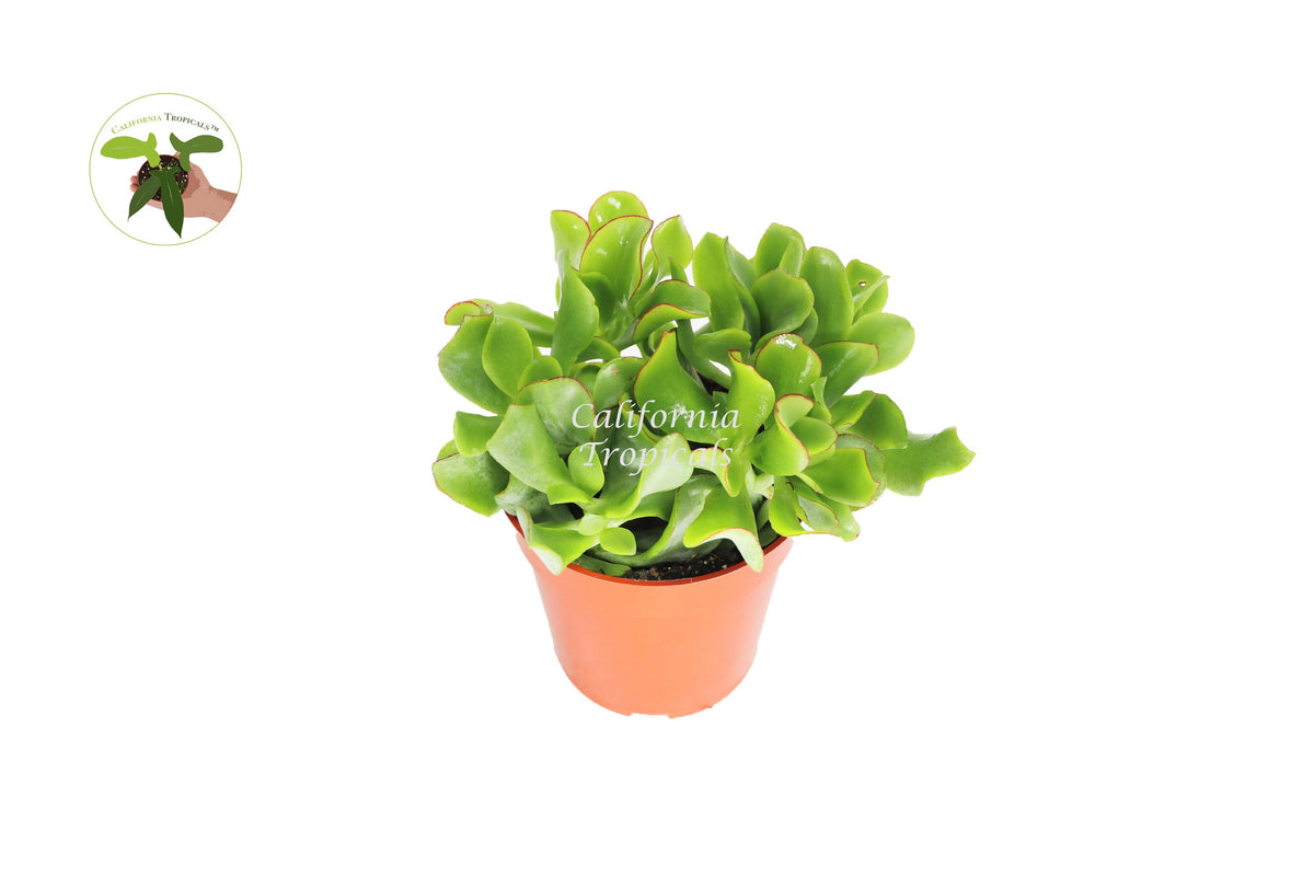 Curly Jade Succulent (Crassula Ovata) in a 4" grower's pot