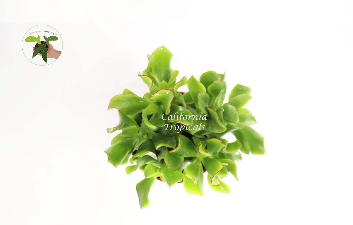Curly Jade Succulent (Crassula Ovata) foliage detail