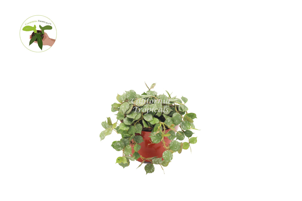 Hoya Curtisii live plant in a 4" grower's pot