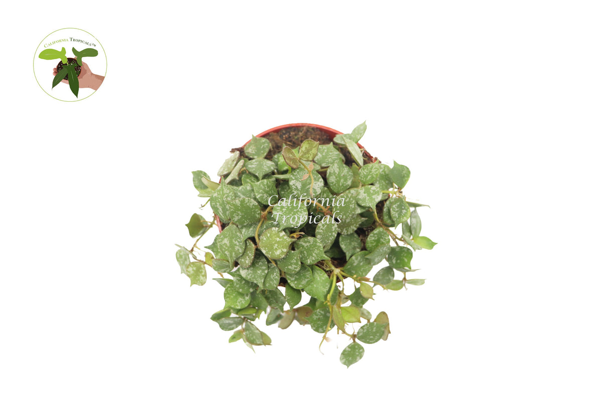 Hoya Curtisii live plant foliage detail