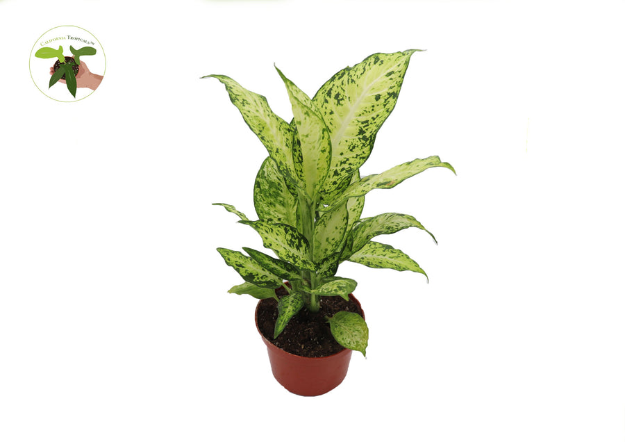 Dieffenbachia Amy live plant in a 6" grower's pot