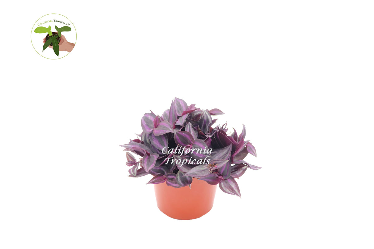 Dark Desire Wandering Jew (Tradescantia) live plant in a 6" grower's pot