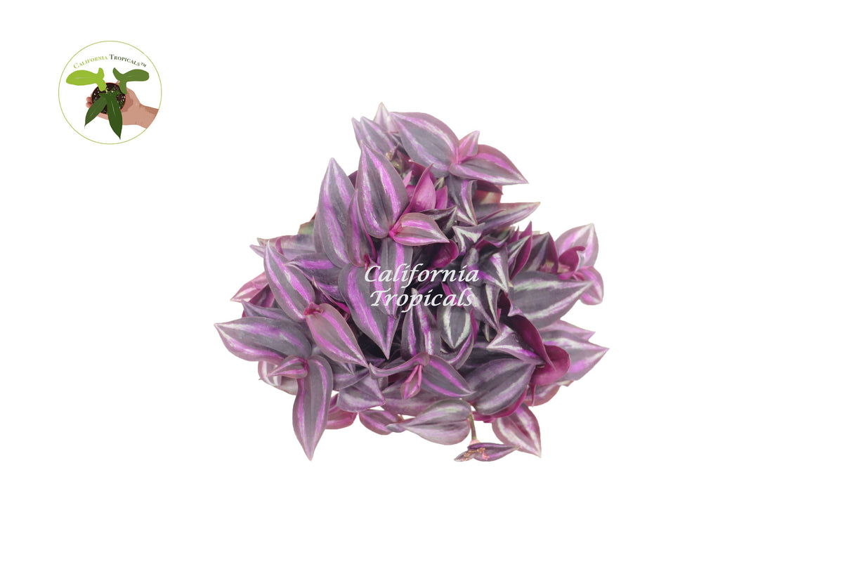Dark Desire Wandering Jew (Tradescantia) live plant foliage detail