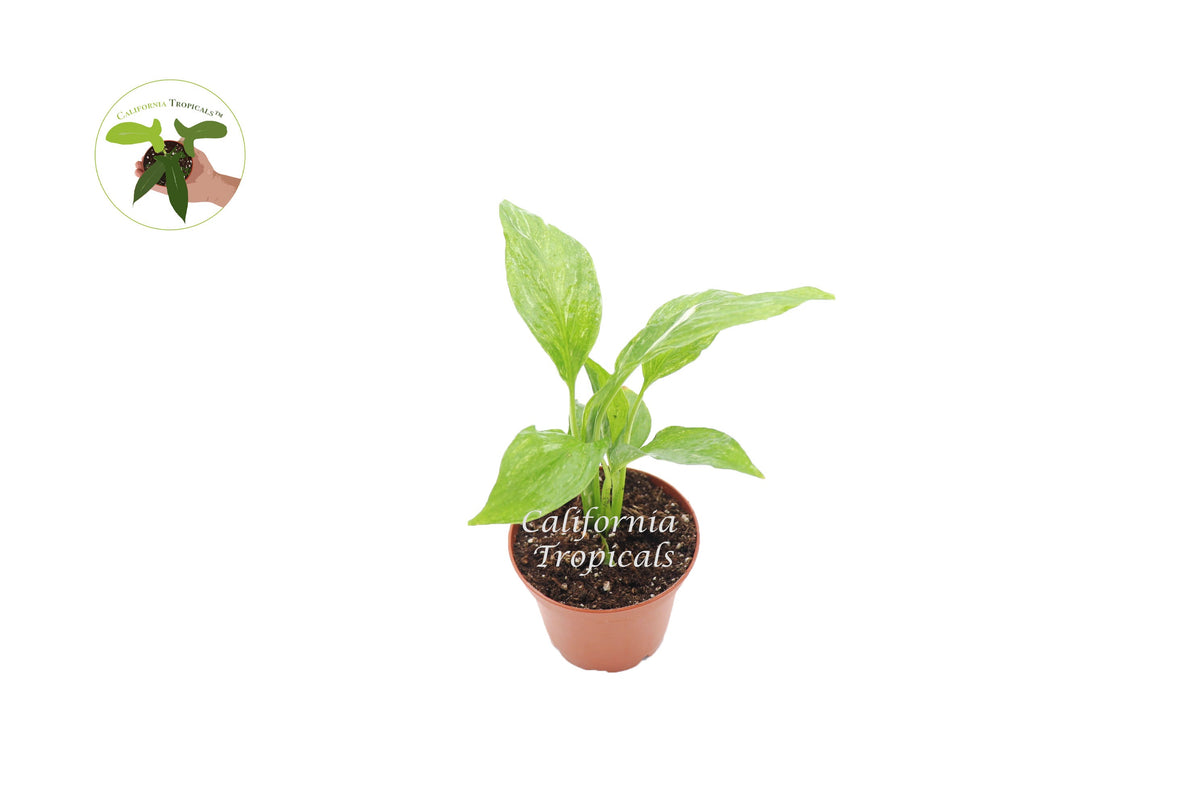 Spathiphyllum 'Domino' Variegated Peace Lily live plant in a 2" grower's pot