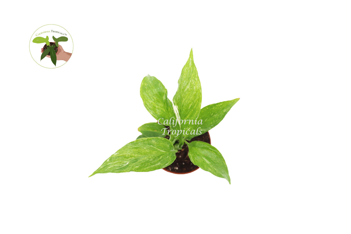 Spathiphyllum 'Domino' Variegated Peace Lily live plant foliage detail