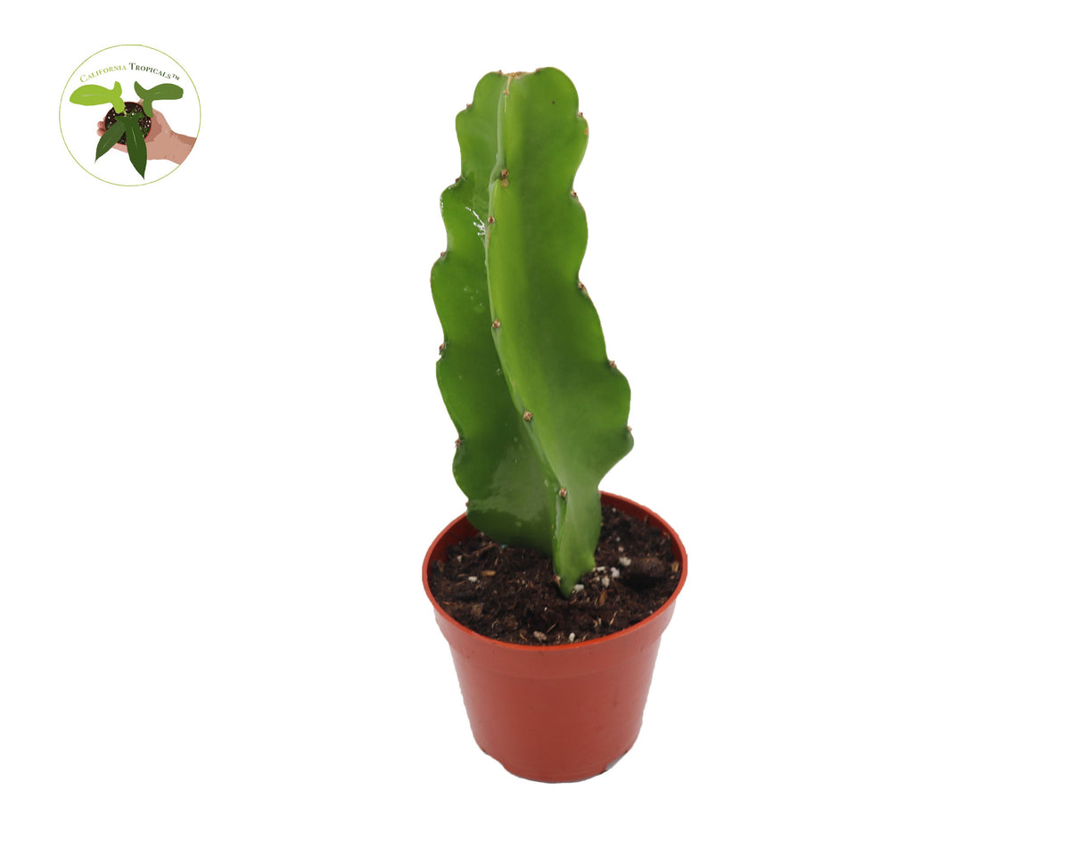 Dragon Fruit Plant (Hylocereus) in a 4" grower's pot