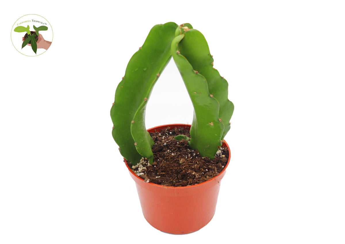 Dragon Fruit Plant (Hylocereus) in a 6" grower's pot