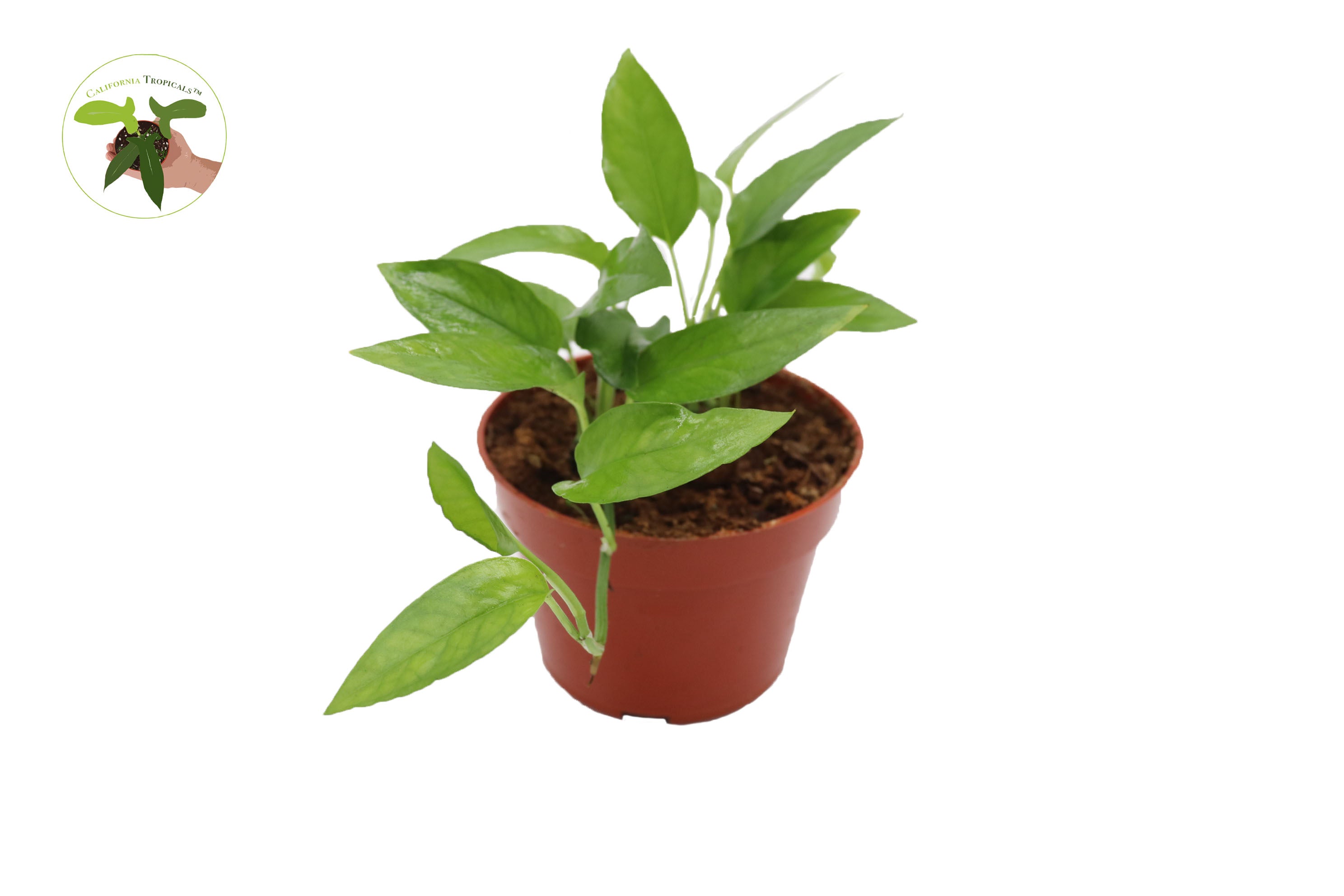 skeleton key pothos for sale Epipremnum pinnatum 'Skeleton Key' 4 inch – California Tropicals