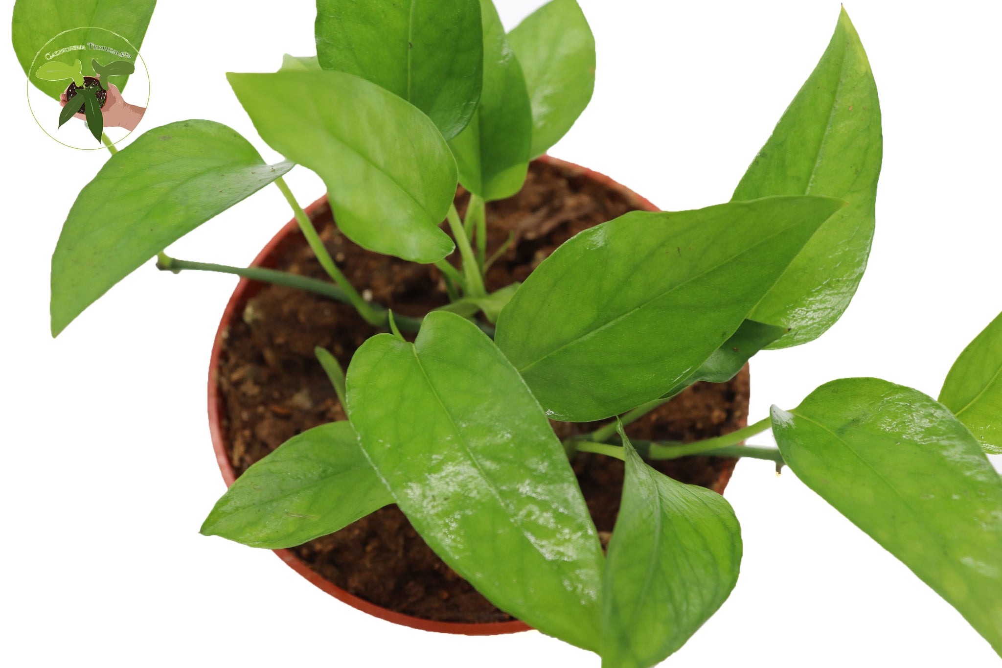 skeleton key pothos for sale Epipremnum pinnatum 'Skeleton Key' 4 inch – California Tropicals