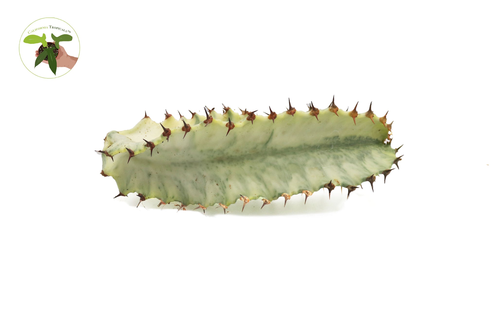 Euphorbia Ammak Variegata (Candelabra Spurge cutting) 6 inches