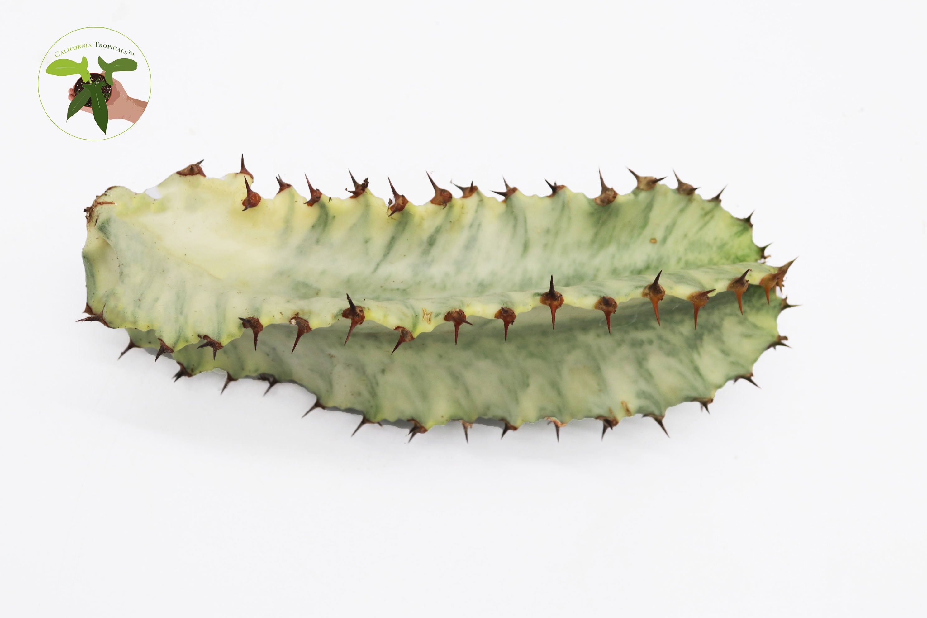 Euphorbia Ammak Variegata (Candelabra Spurge cutting) 6 inches – California  Tropicals
