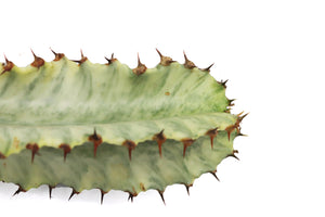 Euphorbia Ammak Variegata (Candelabra Spurge cutting) 6 inches