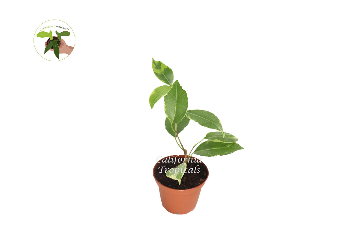 Ficus Benjamina Variegated live plant in a 2" grower's pot