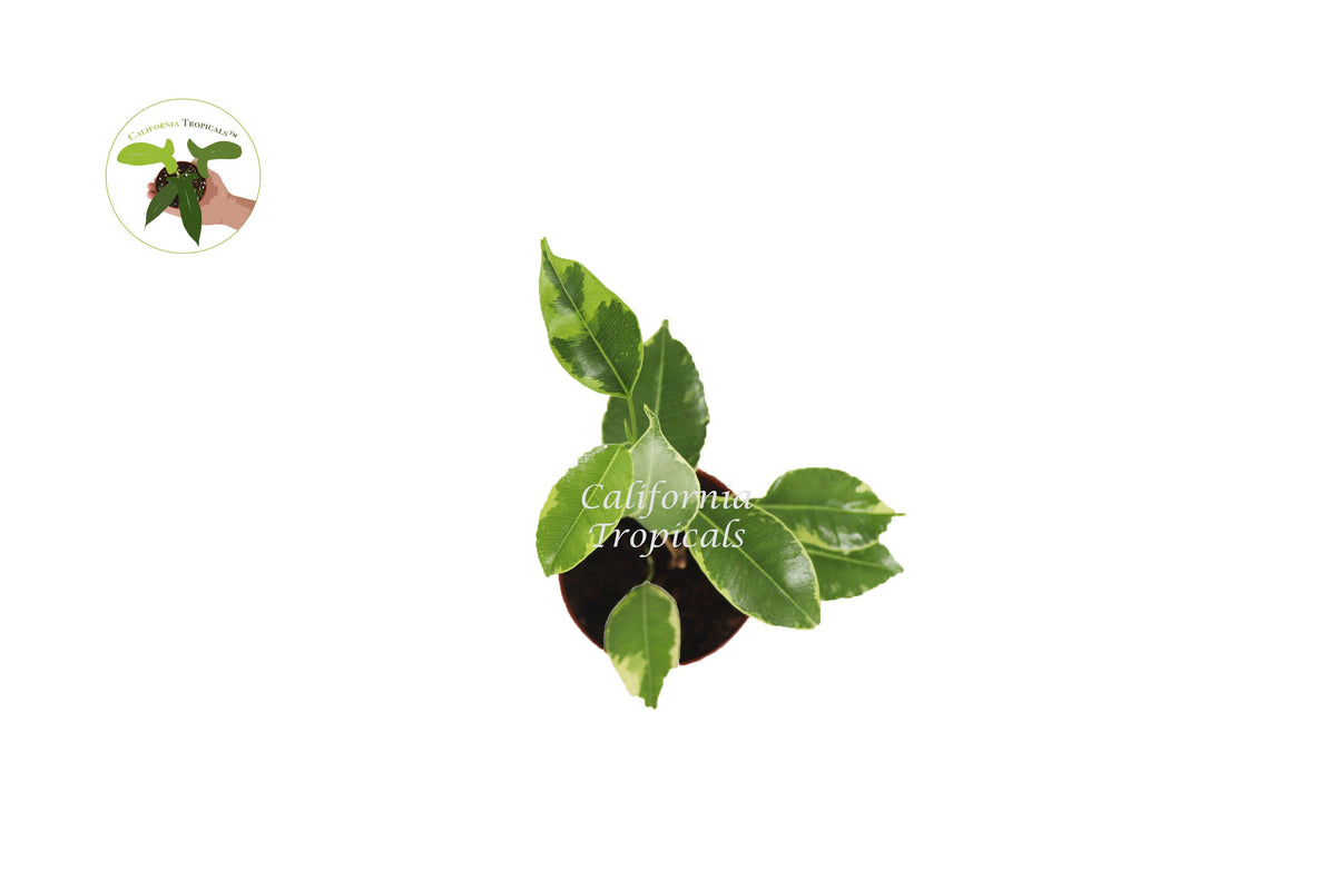 Ficus Benjamina Variegated live plant foliage detail