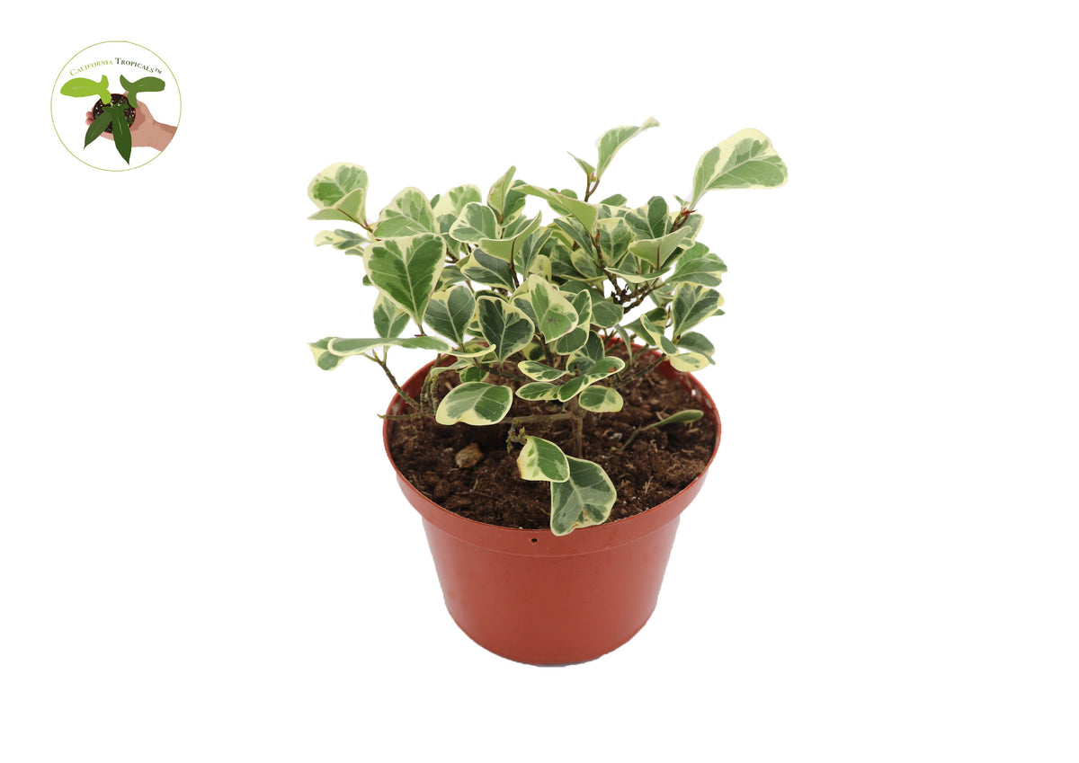 Ficus Triangularis Variegata live plant in a 6" grower's pot