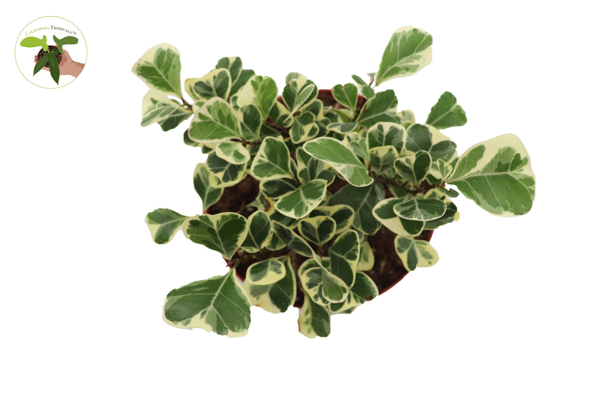 Ficus Triangularis Variegata live plant foliage detail
