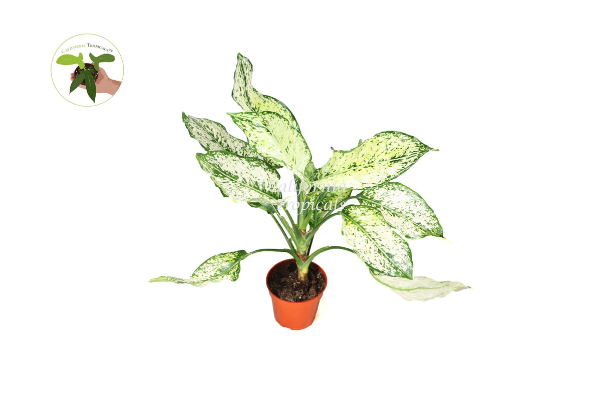 First Diamond Aglaonema live plant in a 4" grower's pot