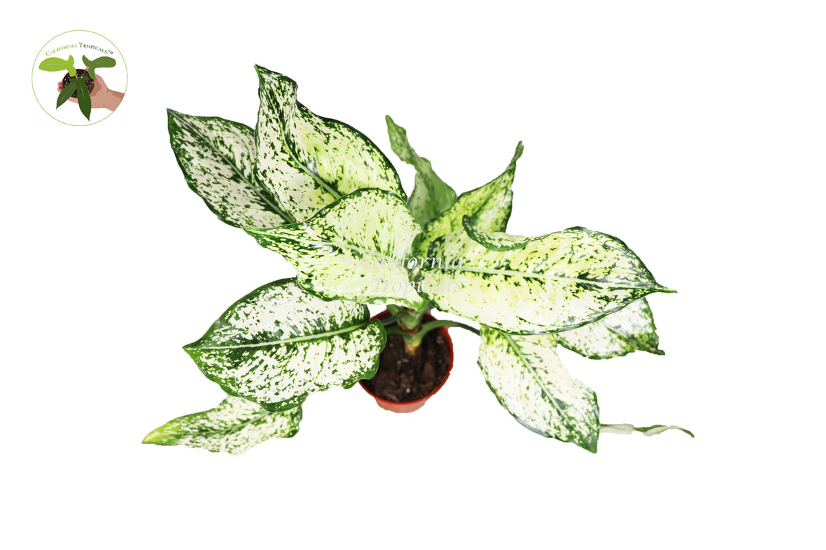 First Diamond Aglaonema live plant foliage detail